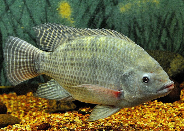 Tilapia.jpg